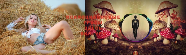индика Баксан